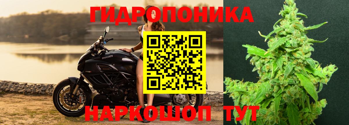 Бошки Шишки семена Буйнакск